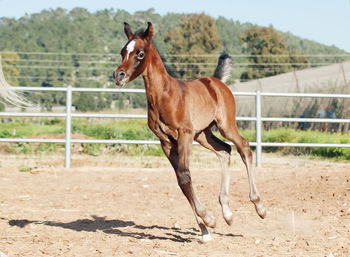 Horse running in ranch