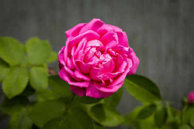 Close-up of pink rose