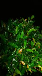 High angle view of fresh green plant