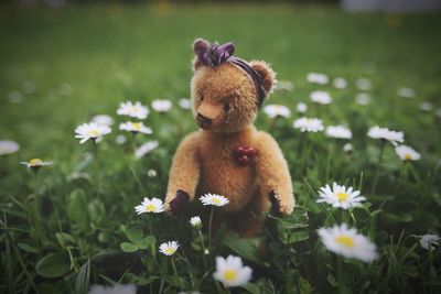 Teddy bear on daisy field