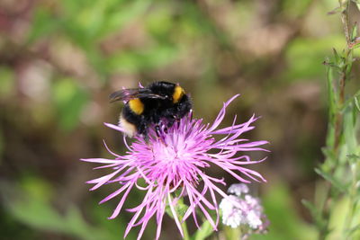 Bee pollinating on purple flower