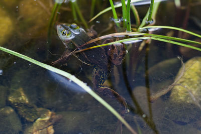 Close-up of frog swimming in lake