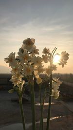 Close-up of flowering plant against sky