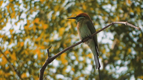 Low angle view of bird perching on tree