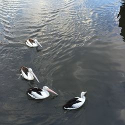 Animal swimming in lake