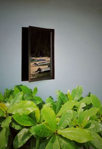 Close-up of green leaves