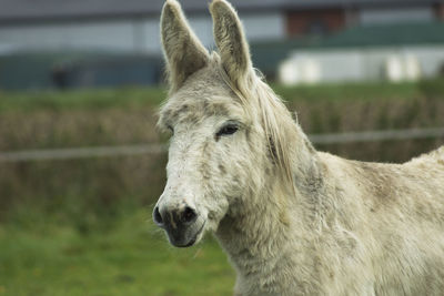 Close-up of a horse