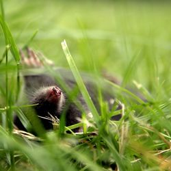 Close-up of insect on grass