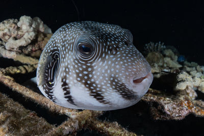 Close-up of fish swimming in sea