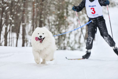 White dog in snow