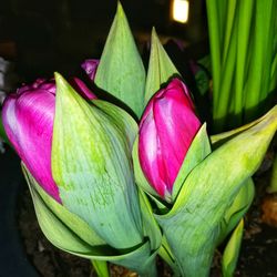 Close-up of pink crocus blooming outdoors