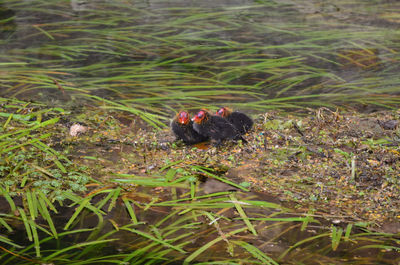 High angle view of ducks on grass