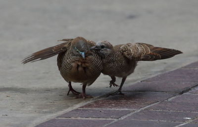 Close-up of sparrow perching outdoors