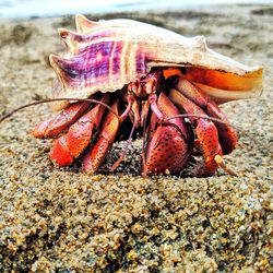 Close-up of shells on the beach