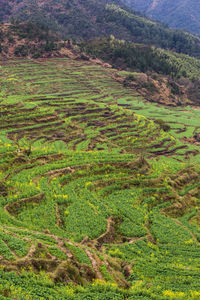 High angle view of agricultural field