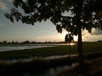 Silhouette trees on field against sky at sunset