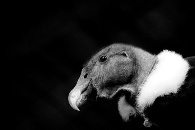 Close-up of bird over black background