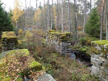 Plants and trees in forest during autumn