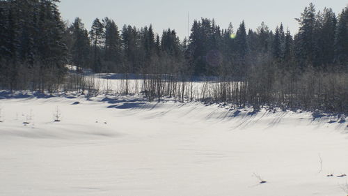 Trees on snow covered landscape against sky