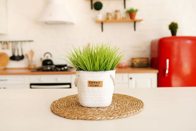 Close-up of potted plant on table at home