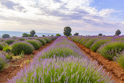 Scenic view of lavender field against sky