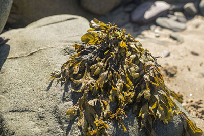 Close-up of dead fish on beach