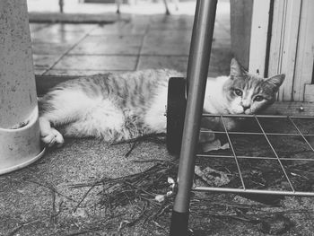 Portrait of cat sitting outdoors