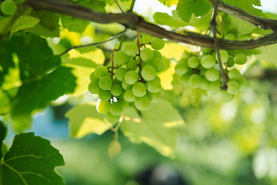 Close-up of grapes growing in vineyard