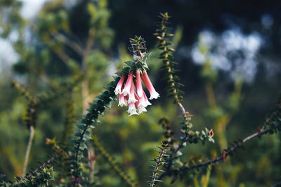 Close-up of flowers