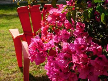 Close-up of pink flowers on tree