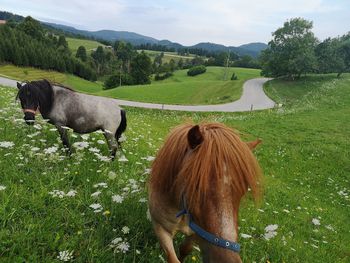 Ponies in a field