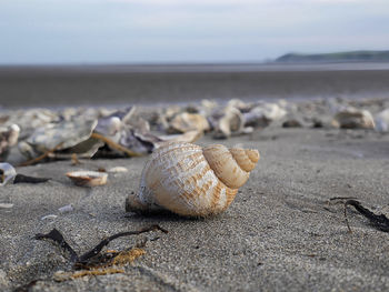 Close-up of shells on sand at beach against sky