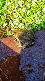 High angle view of frog on land