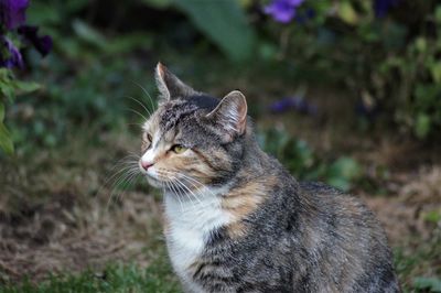 Close-up of a cat looking away