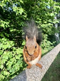 Portrait of squirrel