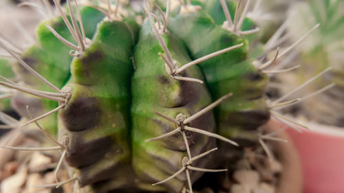 Close-up of snake on plant