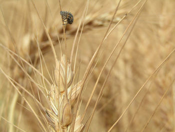 Close-up of stalks in the field