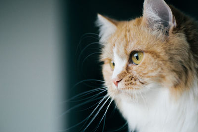 Close-up of cat looking away