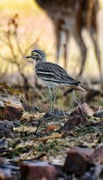 Bird on field