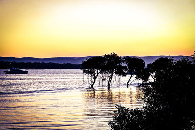 Silhouette trees by sea against clear sky during sunset