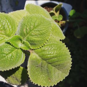 Close-up of green leaves