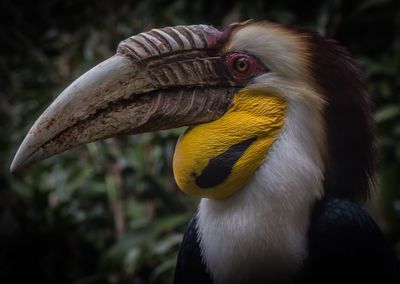 Close-up of bird