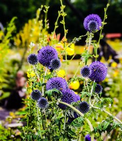 Close-up of purple flowering plant