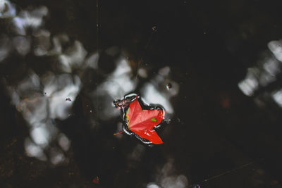 Directly above shot of autumn leaf floating on water