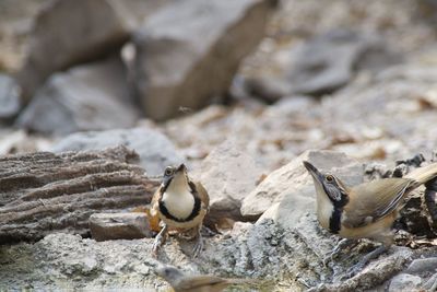 Close-up of birds on rock