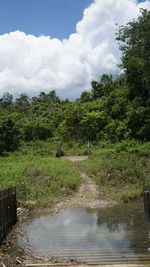 Scenic view of river amidst trees against sky