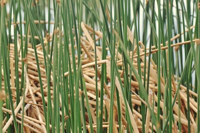 Full frame shot of bamboo plants