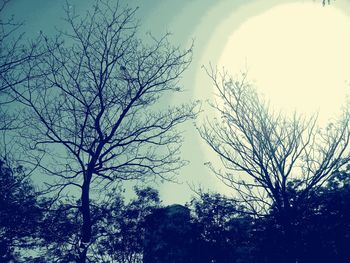 Low angle view of silhouette trees against sky at sunset