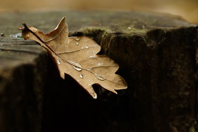 Close-up of wet maple leaf