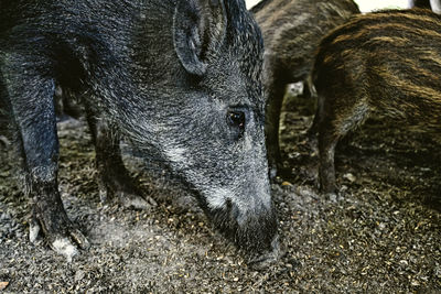 Close-up of a horse